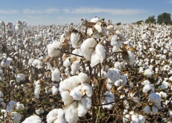 Les prix du coton africain : entre maintien des tarifs et équilibre précaire des filières
