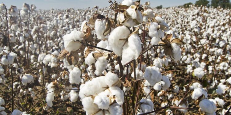 Les prix du coton africain : entre maintien des tarifs et équilibre précaire des filières