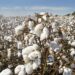 Les prix du coton africain : entre maintien des tarifs et équilibre précaire des filières